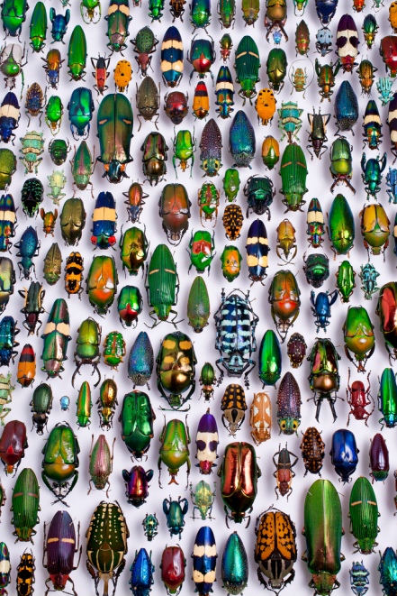 Bugs © Scott Lewis